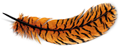 Feather with tiger stripes